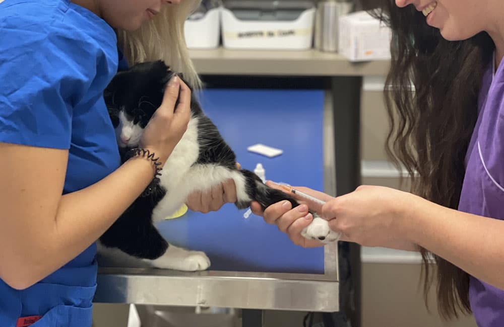 analyses-veterinaire-7iles_0001_labo 3