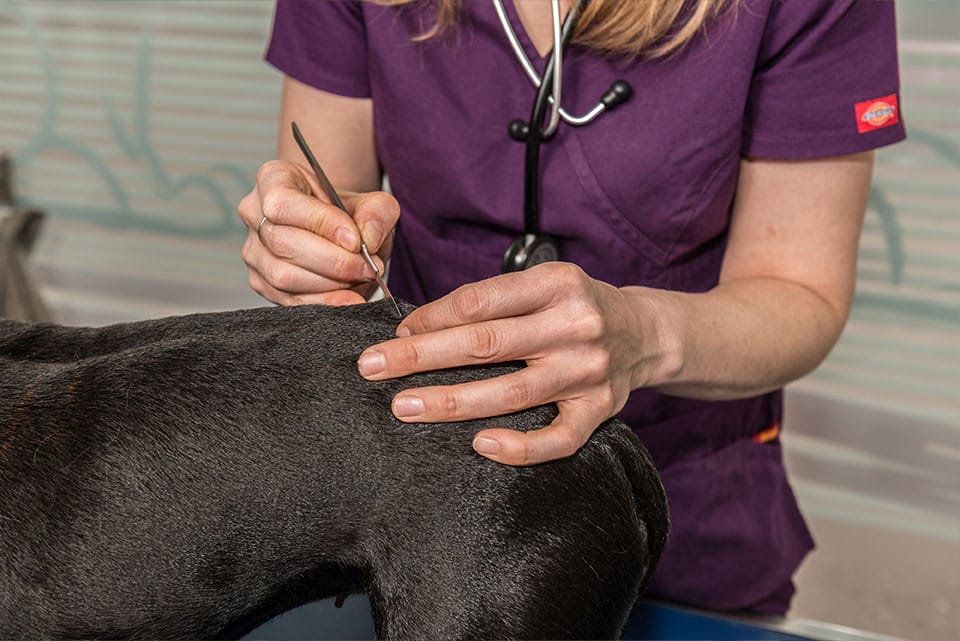 dermato-veterinaire-7iles